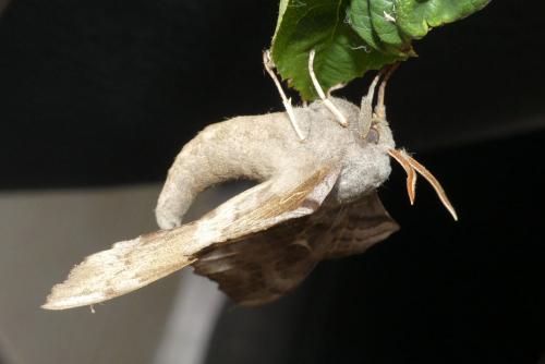 Laothoe populi